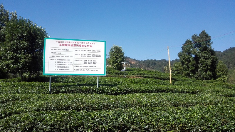 千年茶葉之鄉(xiāng)利用智慧農業(yè)進行精細種植管理