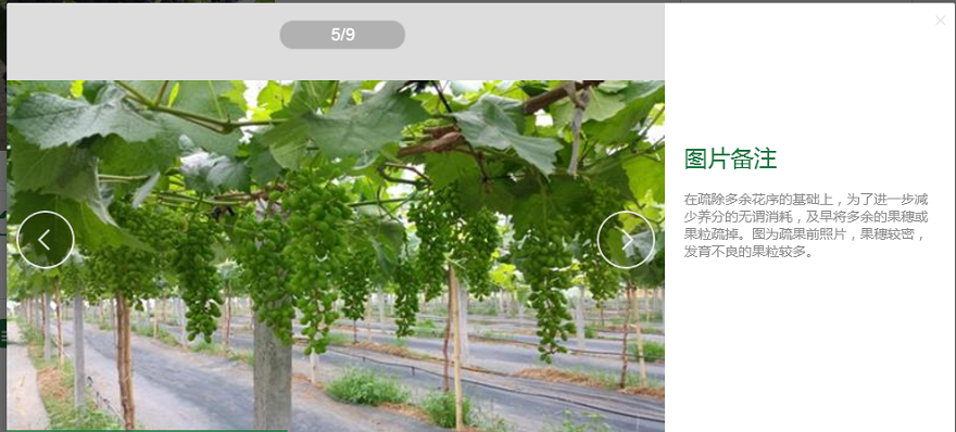 重慶知名農(nóng)業(yè)品牌利用智慧農(nóng)業(yè)技術打造高端“向氏葡萄”