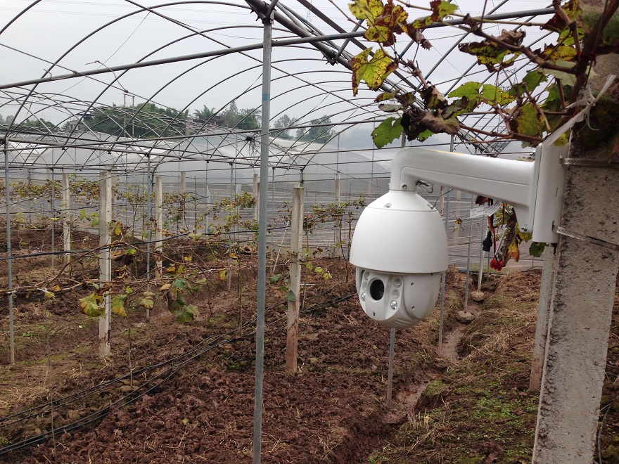 重慶知名農(nóng)業(yè)品牌利用智慧農(nóng)業(yè)技術打造高端“向氏葡萄”