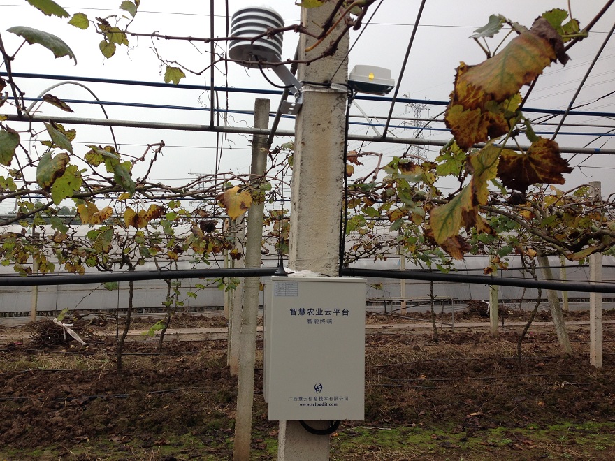 重慶知名農(nóng)業(yè)品牌利用智慧農(nóng)業(yè)技術打造高端“向氏葡萄”