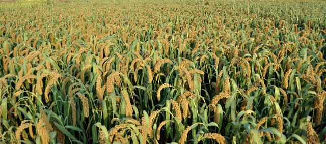 עڿеAƼҲܱO(jin)؎ľ(zhn)cЧ