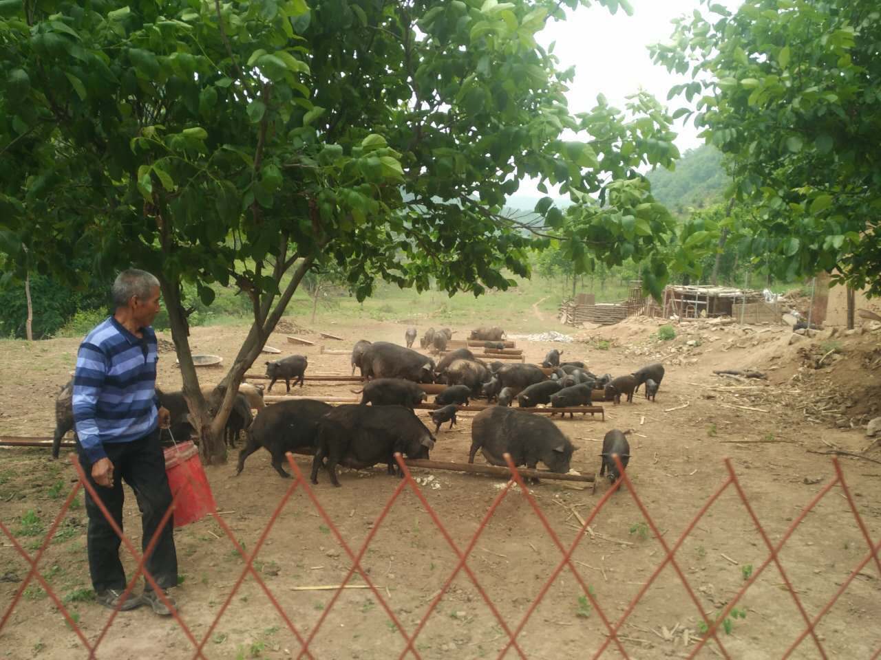 ǻr(nng)I(y)(sh)F(xin)(zhn)Óؚ