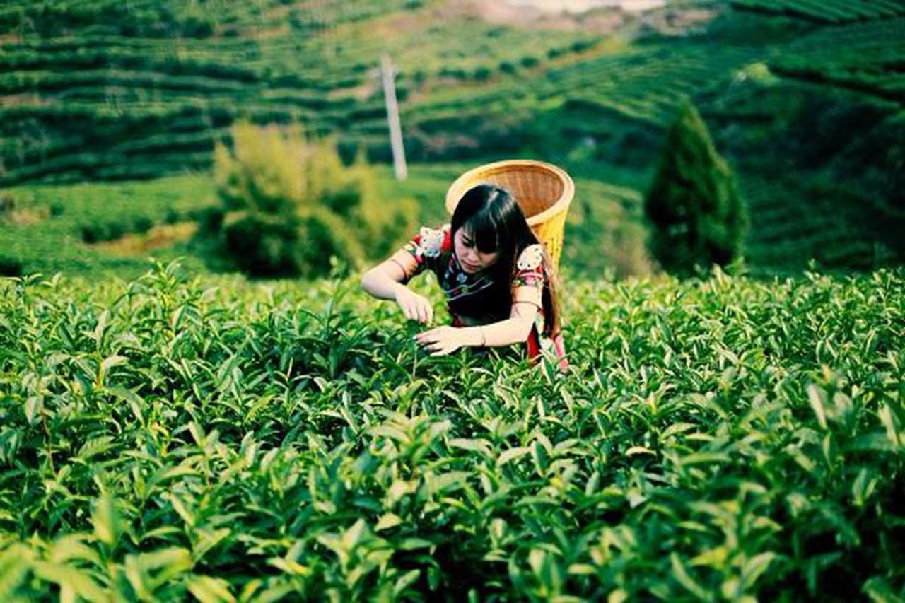 ǻr(nng)I(y)(sh)F(xin)(zhn)Óؚ