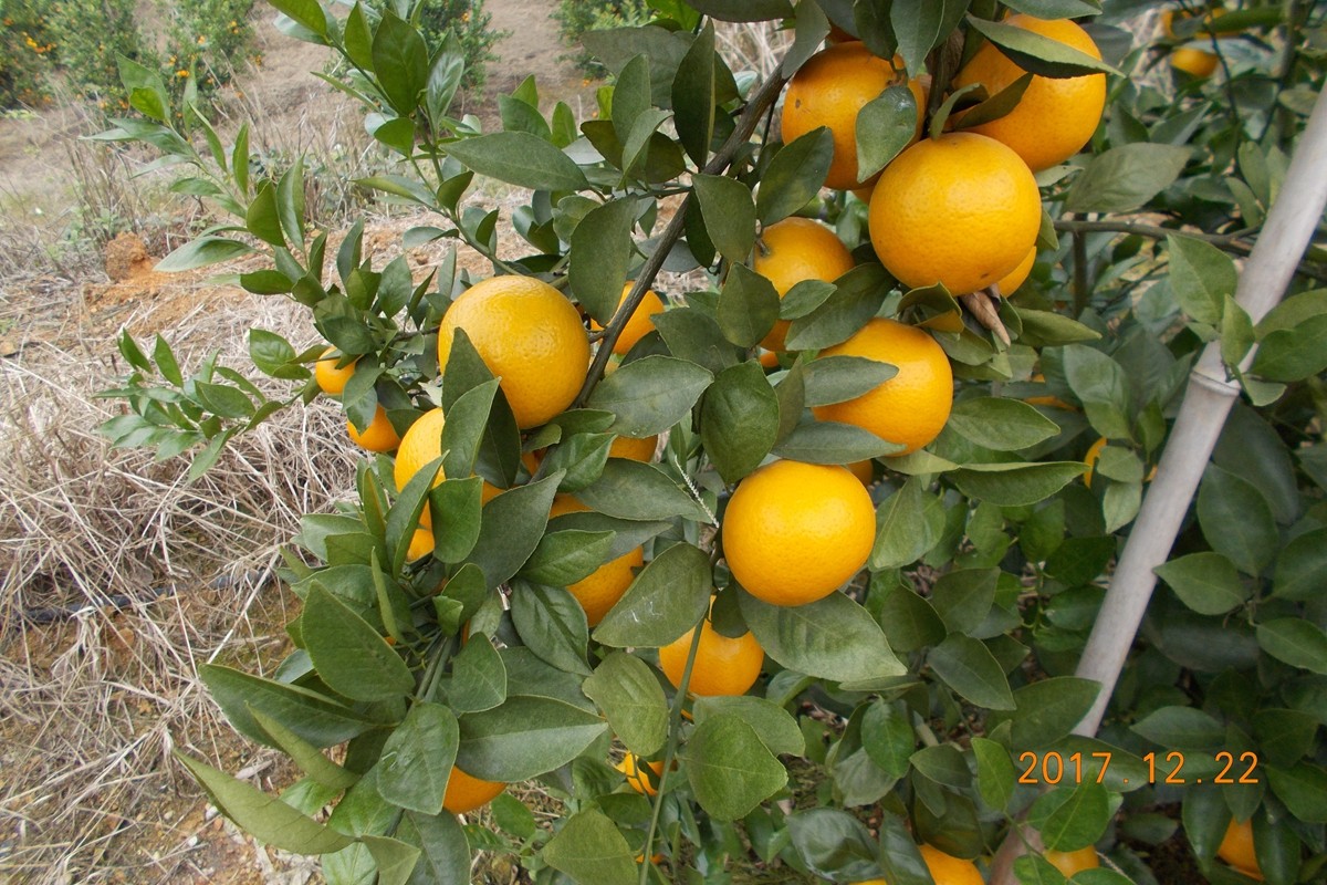 廣西沃柑利用智慧農(nóng)業(yè)助力精細(xì)品控 廣西沃柑利用智慧農(nóng)業(yè)助力精細(xì)品控