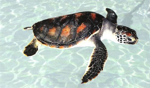 һһƷSɳM塱oǻr(nng)I(y)MȫԴ