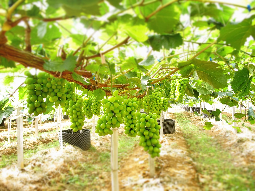 읙a؏ķNNƷ|ꖹõϼ̳