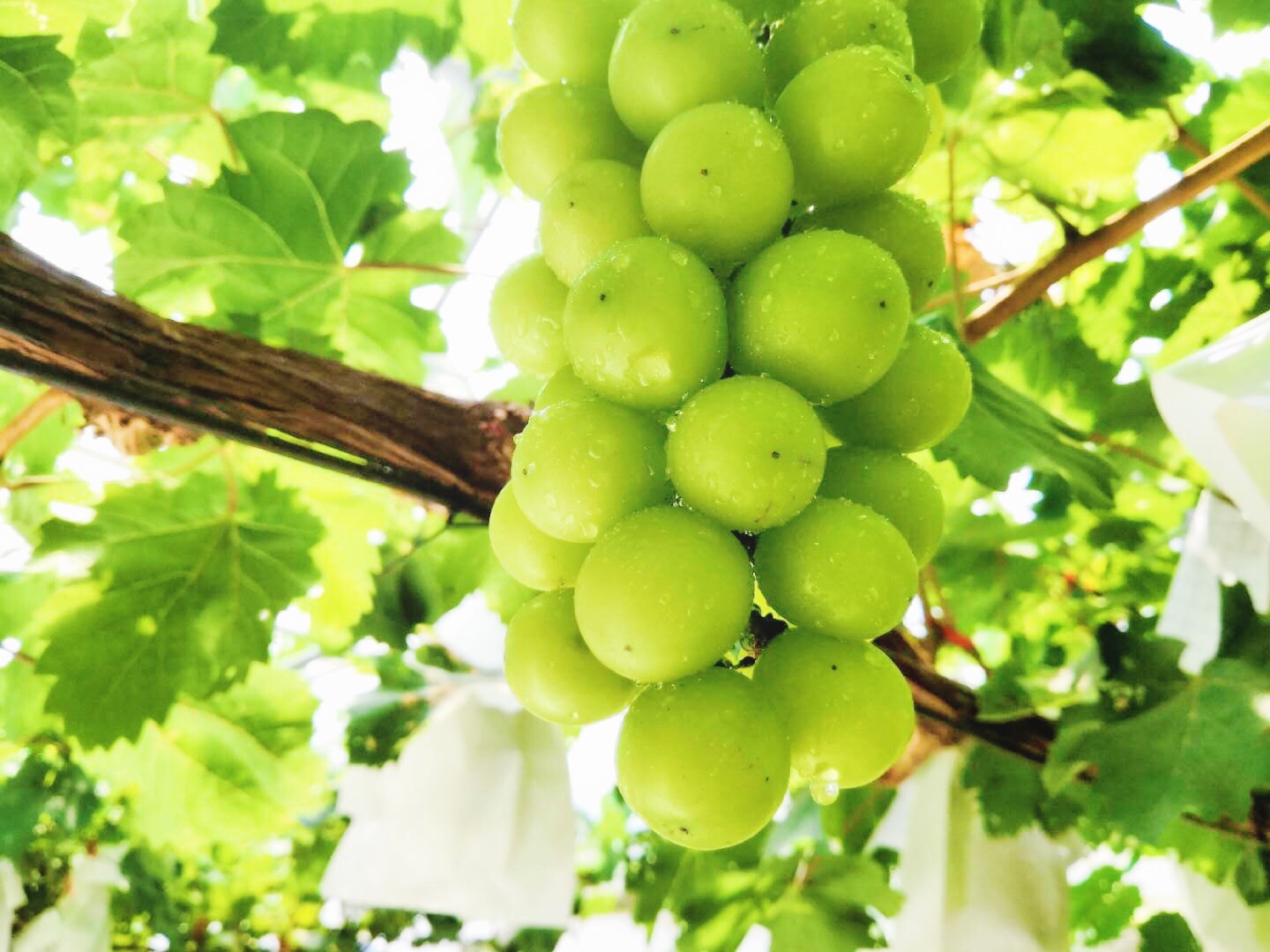 읙a؏ķNNƷ|ꖹõϼ̳