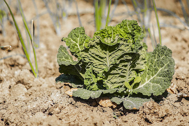 l(xing)R݇a(chn)_չ(bio)(zhn)Nֲ